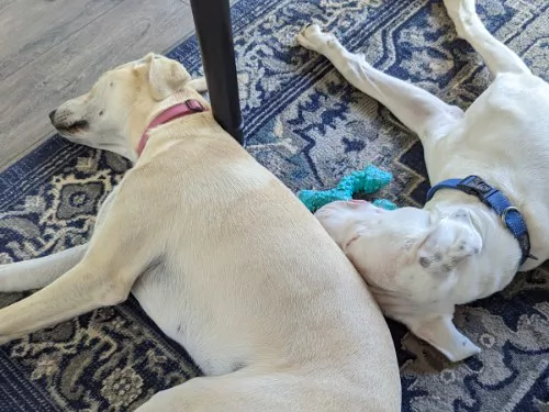Photograph of two mixed-breed dogs sleeping on a rug.